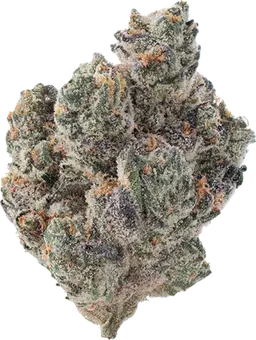 Blueberry Forum